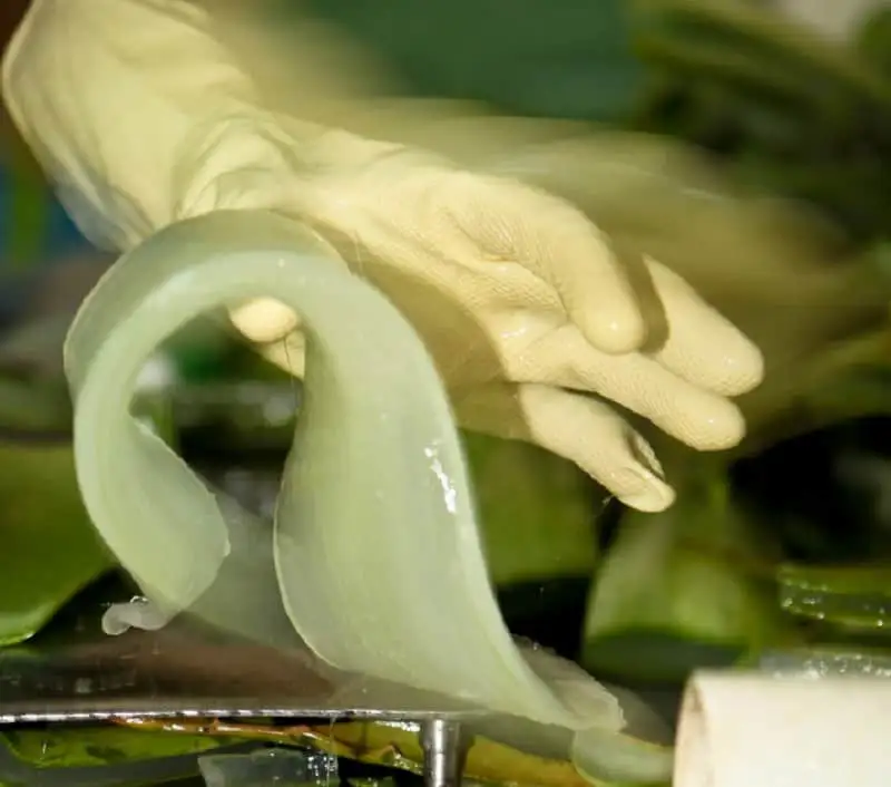 Filetto di Aloe Vera Gel sbucciato a mano